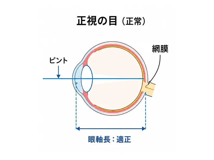 正常の目の構造